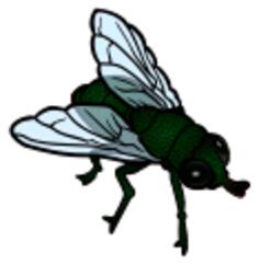 Fly colored line art vector image