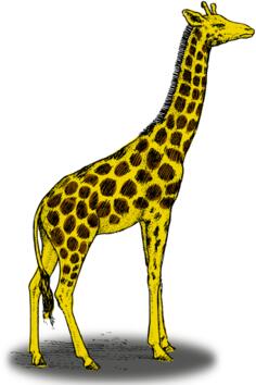 Colored giraffe vector clip art