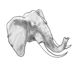 Outline vector graphics of elephant