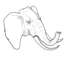 Line art vector drawing of elephant