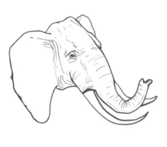 Line art vector drawing of elephant