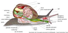 Vector image of diagram of snail body