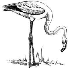 Flamingo vector drawing