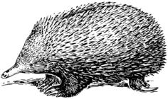 Echidna vector clip art