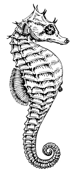 Seahorse vector clip art
