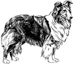 Shetland sheepdog vector clip art