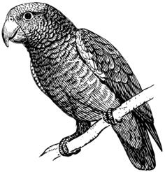 Parrot on a branch vector clip art