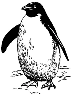 Penguin vector clip art