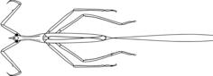 Ranatra chinensis vector drawing