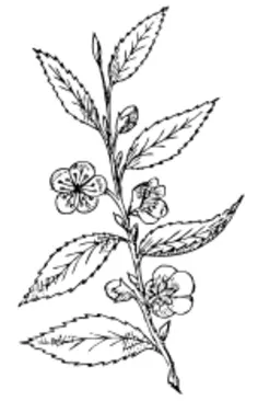 Thea sinesis plant vector illustration