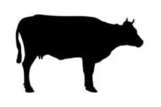 Simple silhouette vector graphics of a cow