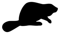 Beaver silhouette vector image