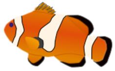 Amphiprion percula fish vector illustration