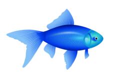 Vector illustration of blue goldfish