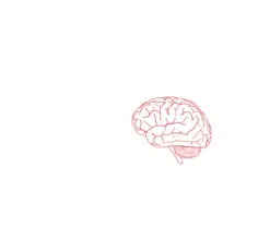 Vector image of side view of human brain in pink
