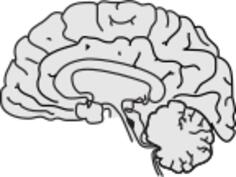 Vector image of grey human brain with thin black line