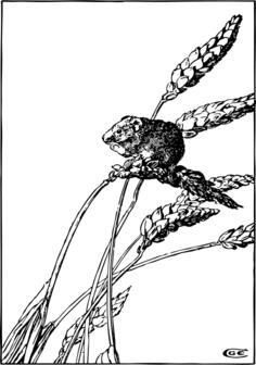 Vector drawing of harvest mouse eating a grain
