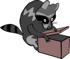 Raccoon opening box vector illustration in color