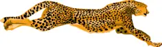 Leopard cheetah vector image