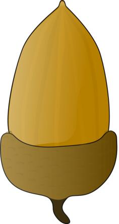 Acorn vector illustration