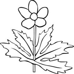 Anemone Canadensis flower outline vector image