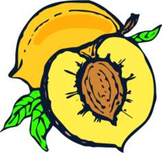 Half of peach vector image