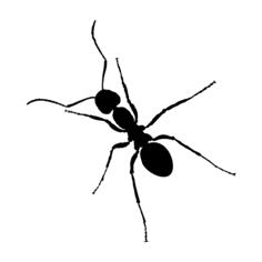 Ant with long legs silhouette vector graohics
