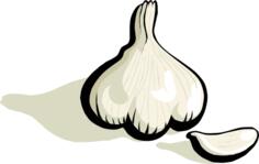 Garlic vector clip art