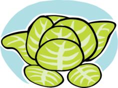 Iceberg lettuce vector clip art