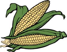 Two ears of corn vector illustration