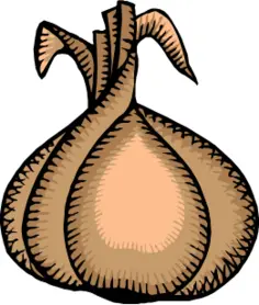 Ripe onion vector clip art