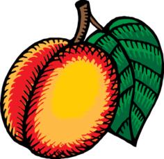 Nectarine vector clip art