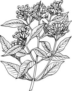 Clovetree vector illustration