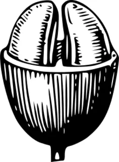 Coffee bean vector illustration