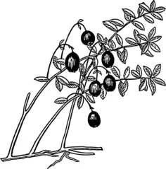 Cranberry with its leaves vector clip art