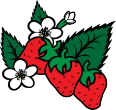 Vector image of freshly picked strawberries