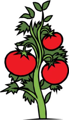 Tomato plant vector clip art