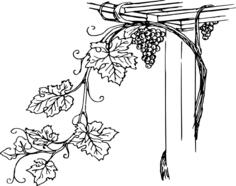 Grapevine with its leaves vector clip art