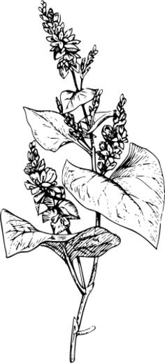 Buckwheat with its leaves vector clip art