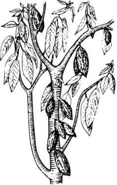 Cacao with its leaves vector clip art
