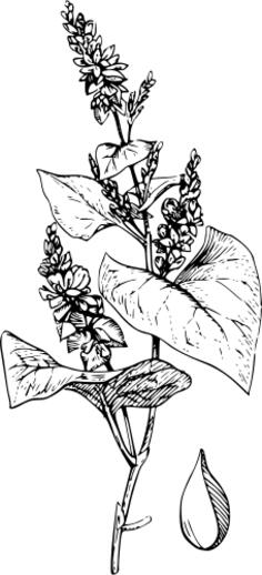 Bitter buckwheat with its leaves vector clip art