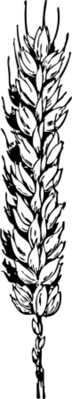 Vector image of wheat branch