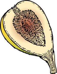 Fig in half vector graphics