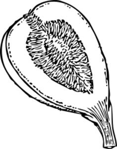 Fig fruit cut in half vector clip art
