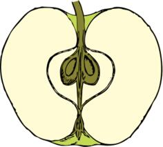 Vector image of apple cut in half