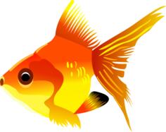Goldfish vector drawing
