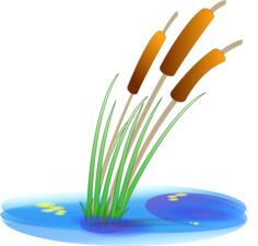 Vector illustration of reed
