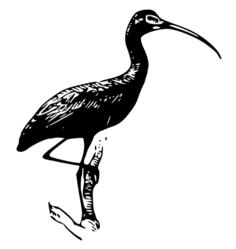 Glossy Ibis vector clip art