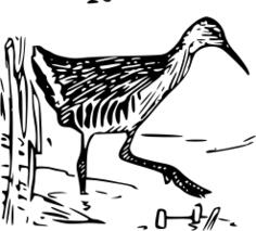 King rail in pond vector clip art