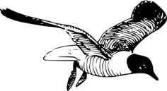 Laughing gull vector clip art
